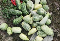 在哪里可以吃免费的瓜,揭秘全国瓜果免费品尝地