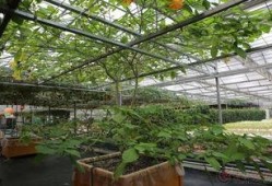 兰陵代村最新爆料,揭秘乡村振兴的代村模式