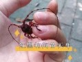 天牛起飞爆料视频播放,揭秘神秘生物的震撼起飞瞬间
