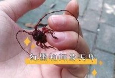 天牛起飞爆料视频播放,揭秘神秘生物的震撼起飞瞬间